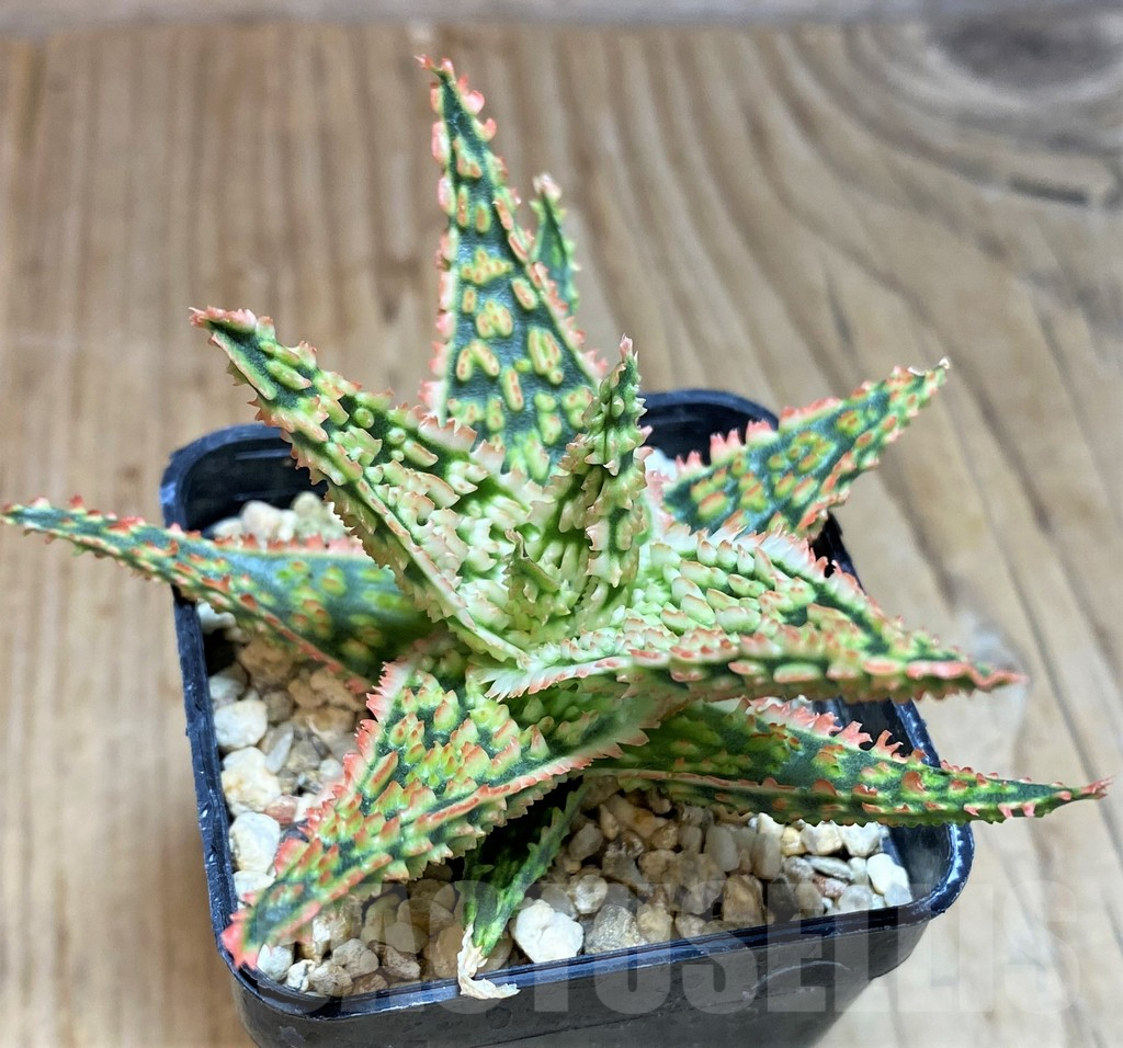 SH671 Aloe TCT hybrid - Image 2