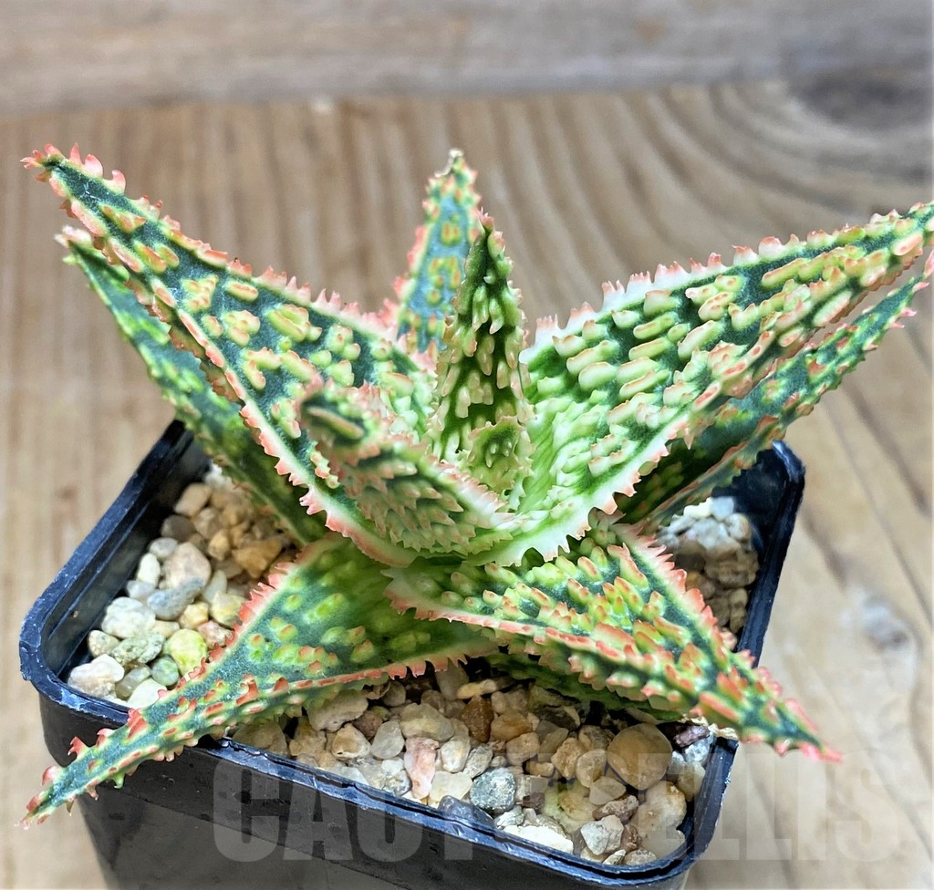 SH671 Aloe TCT hybrid