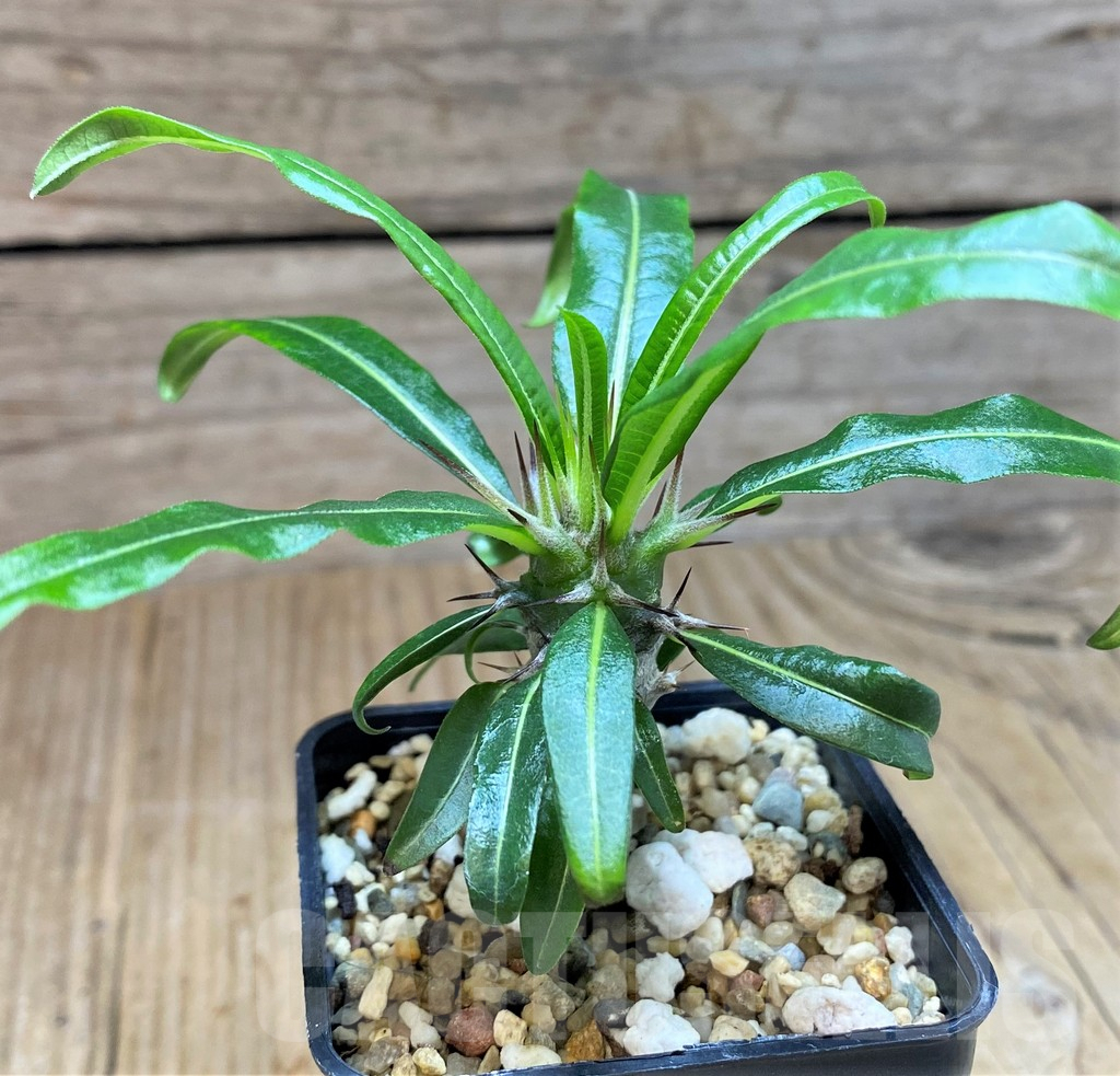SH673 Pachypodium geayi - Image 3
