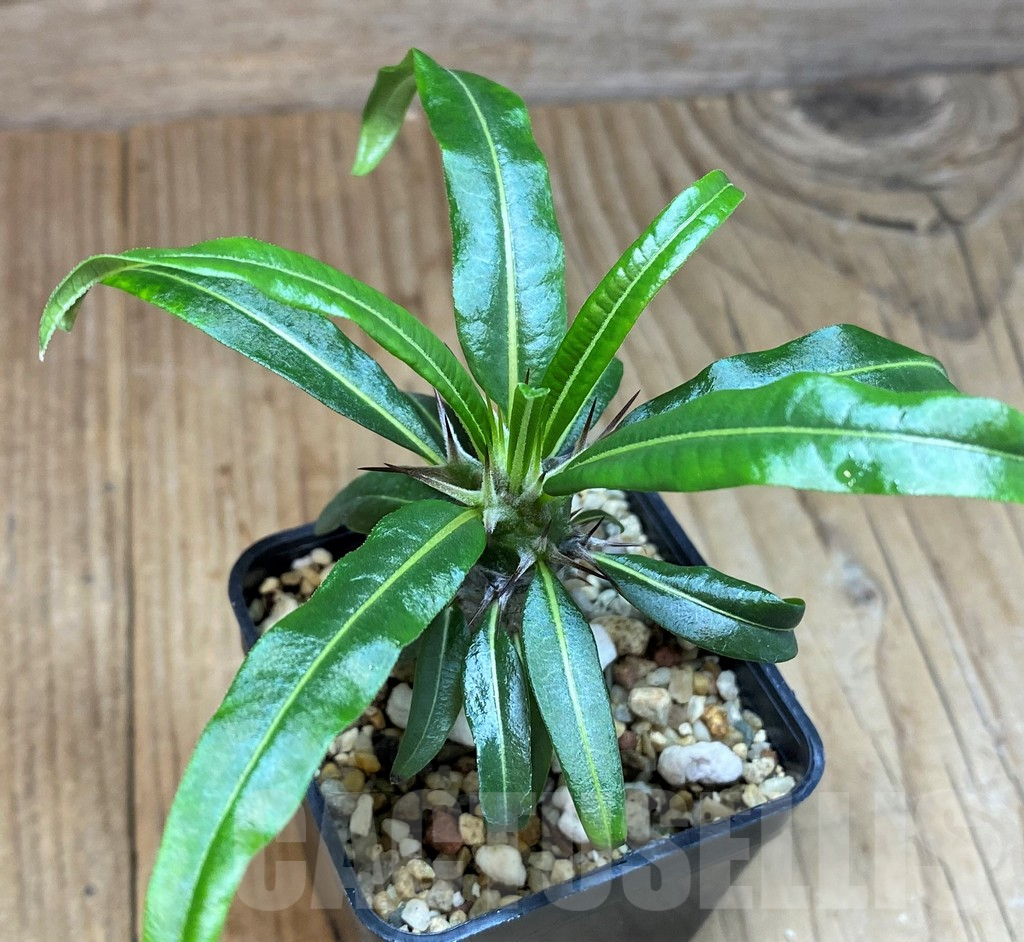 SH673 Pachypodium geayi - Image 2