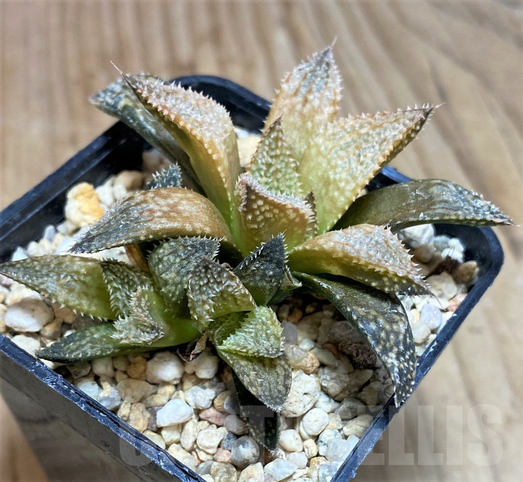 SH625 Haworthia 'Hakuma' - Image 3