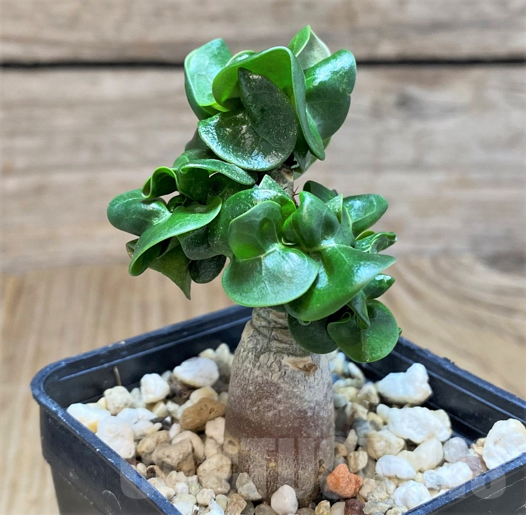 SH677 Adenium mini