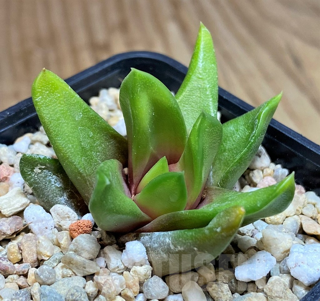 SH679 Haworthia scabra v. starkiana SH - Image 2