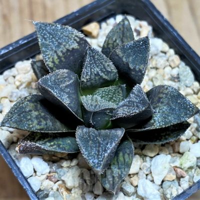SH629 Haworthia 'Kegazato' hybrid