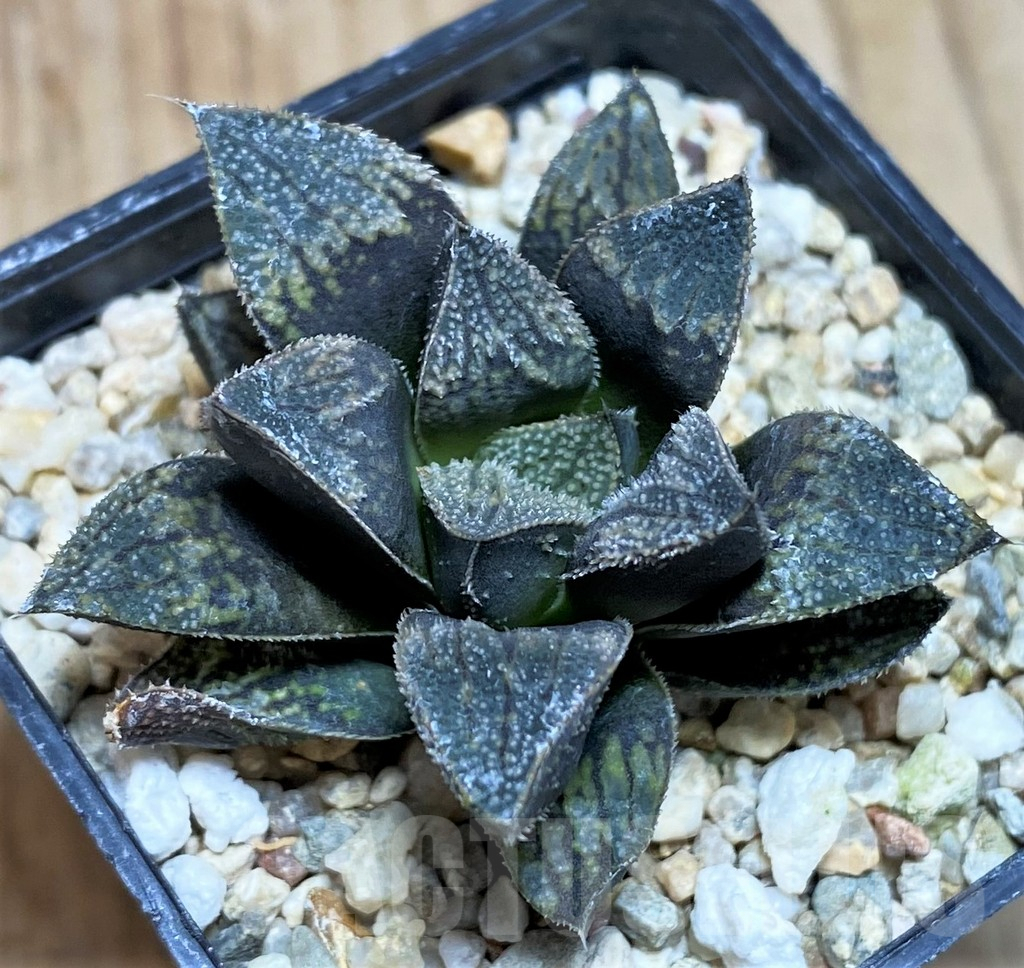 SH629 Haworthia 'Kegazato' hybrid