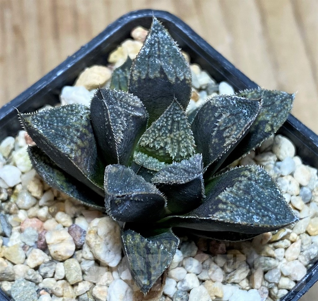 SH629 Haworthia 'Kegazato' hybrid - Image 2