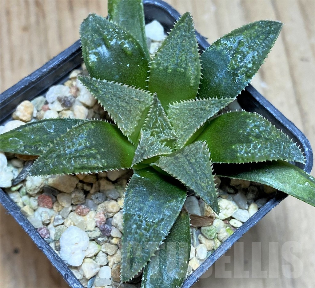 SH631 Haworthia parksiana hybrid
