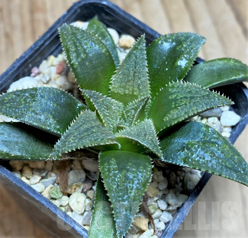 SH631 Haworthia parksiana hybrid - Image 2