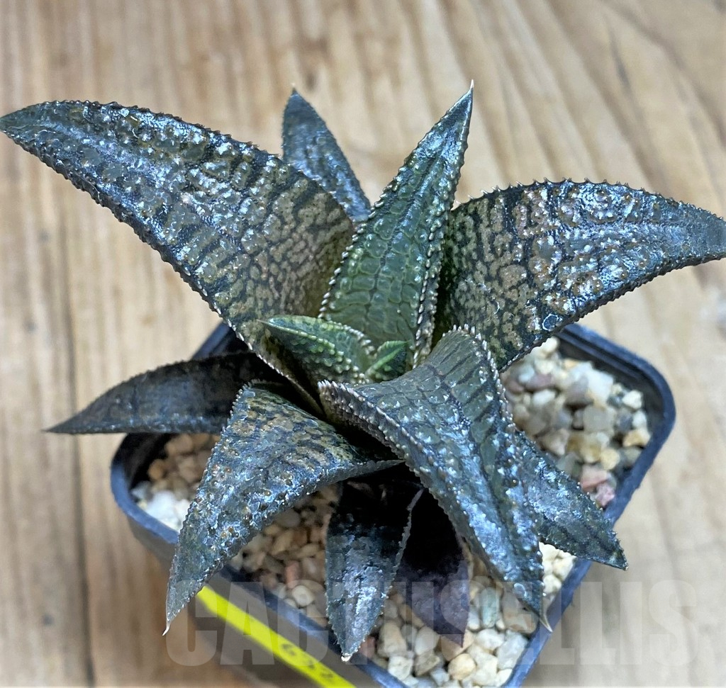 SH632 Haworthia koelmaniorum 'Dragon King' - Image 2