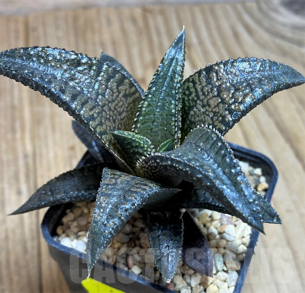 SH632 Haworthia koelmaniorum 'Dragon King'