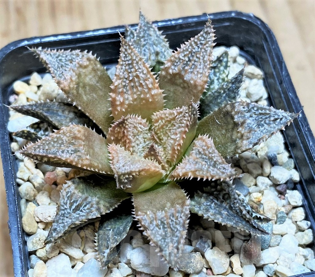 SH634 Haworthia 'Hakuma'