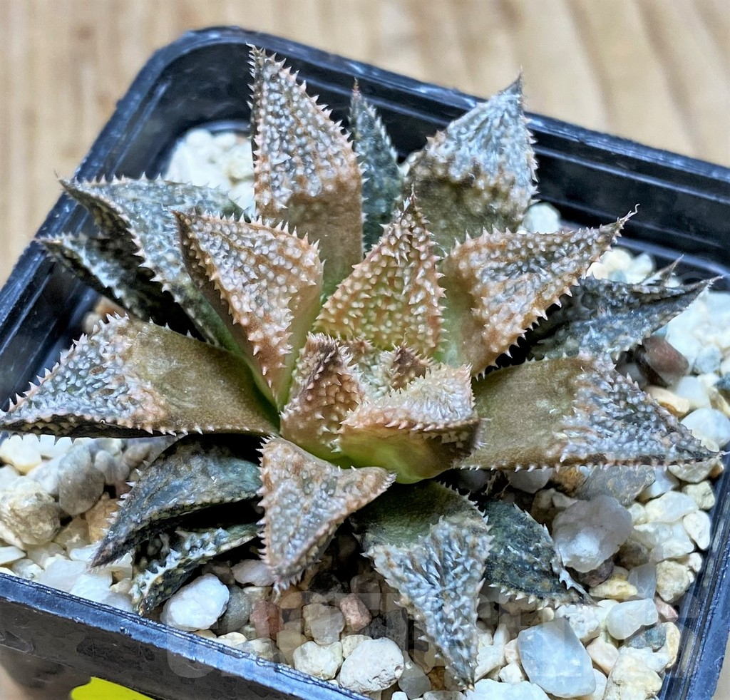 SH634 Haworthia 'Hakuma' - Image 3