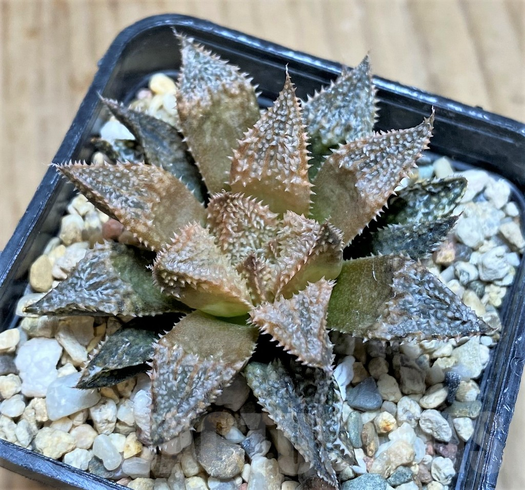 SH634 Haworthia 'Hakuma' - Image 2