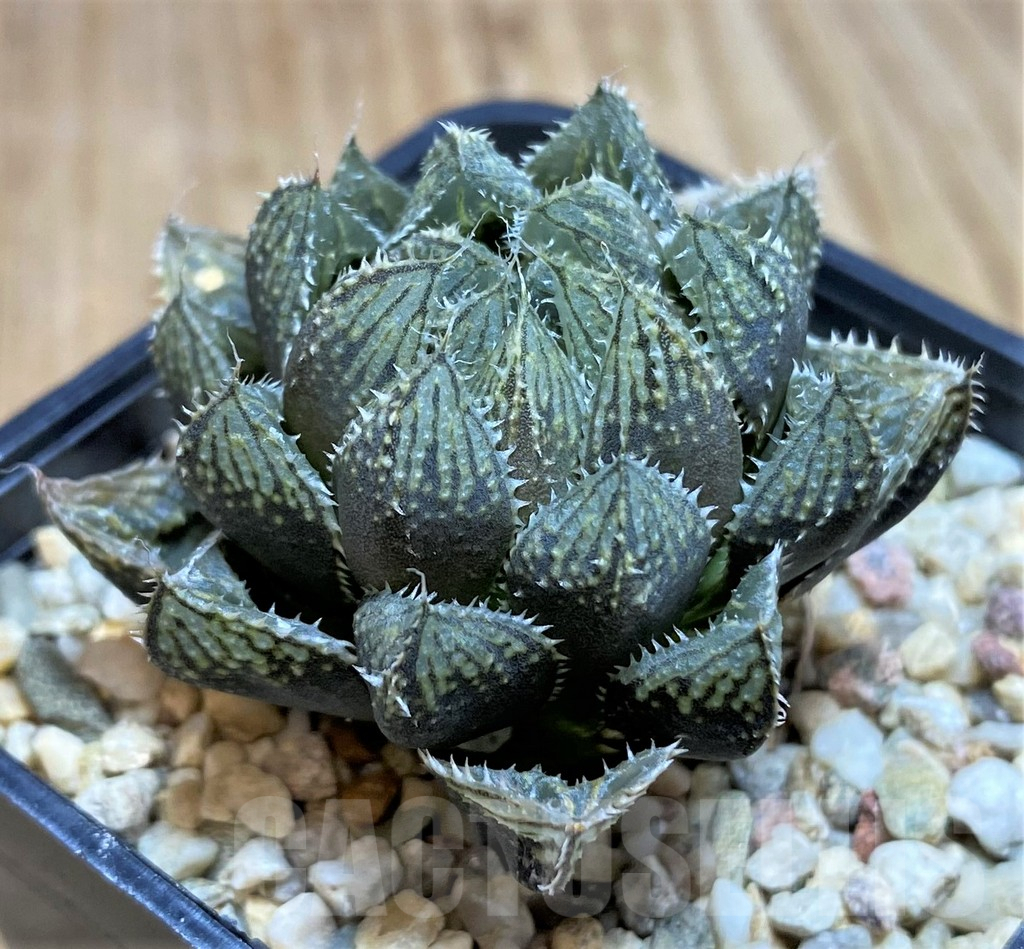 SH637 Haworthia 'Mirror Ball' - Image 2