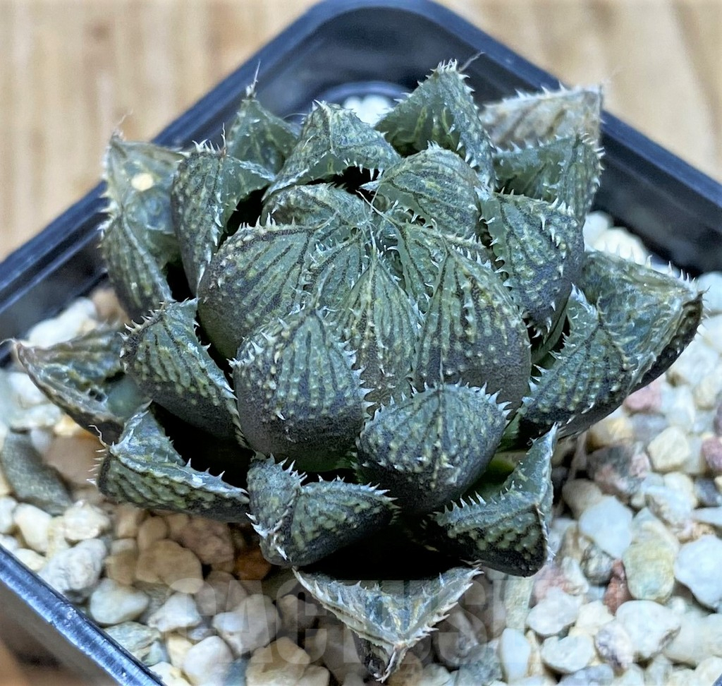 SH637 Haworthia 'Mirror Ball'