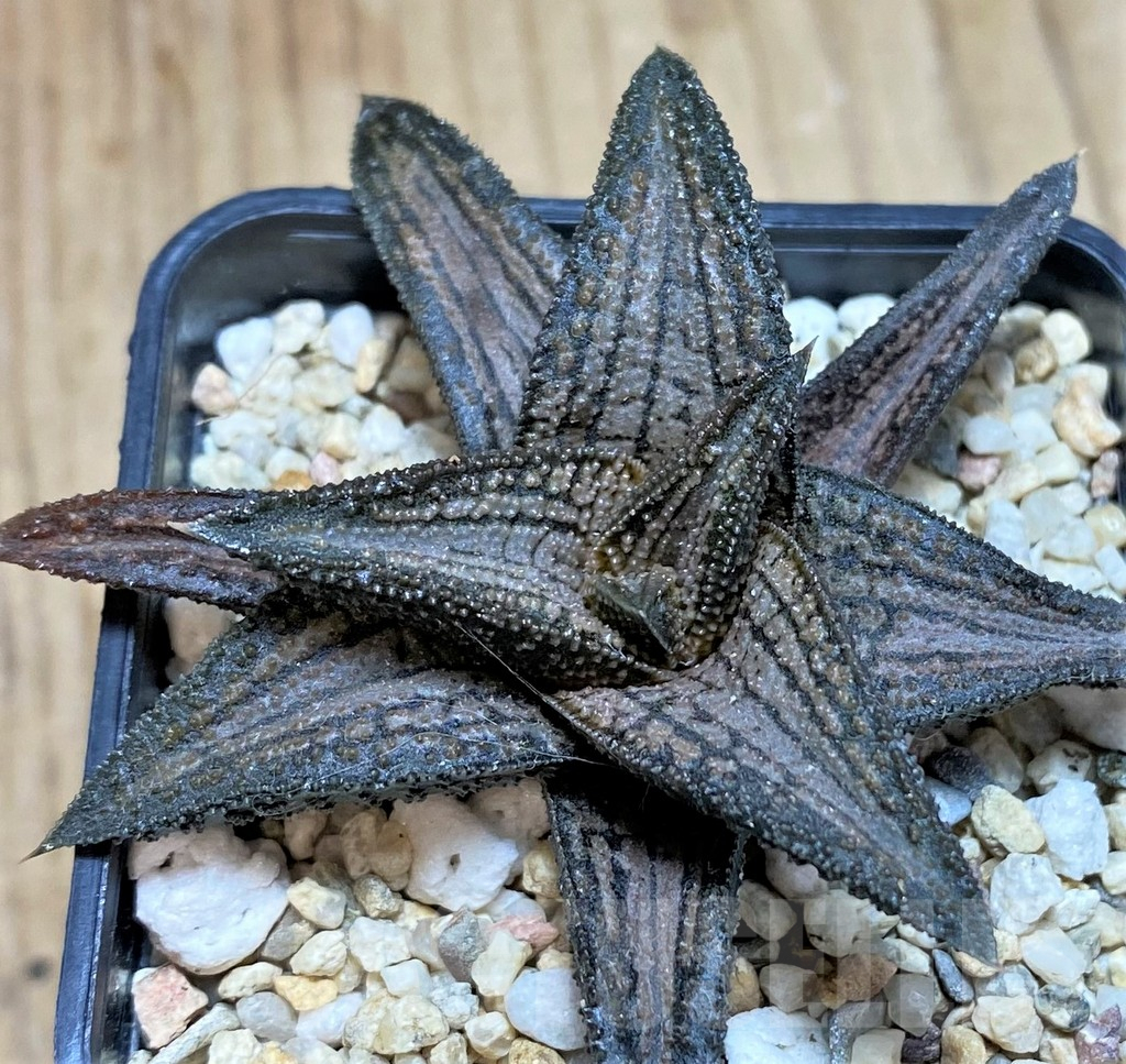 SH639 Haworthia 'Kintaikyo' - Image 2