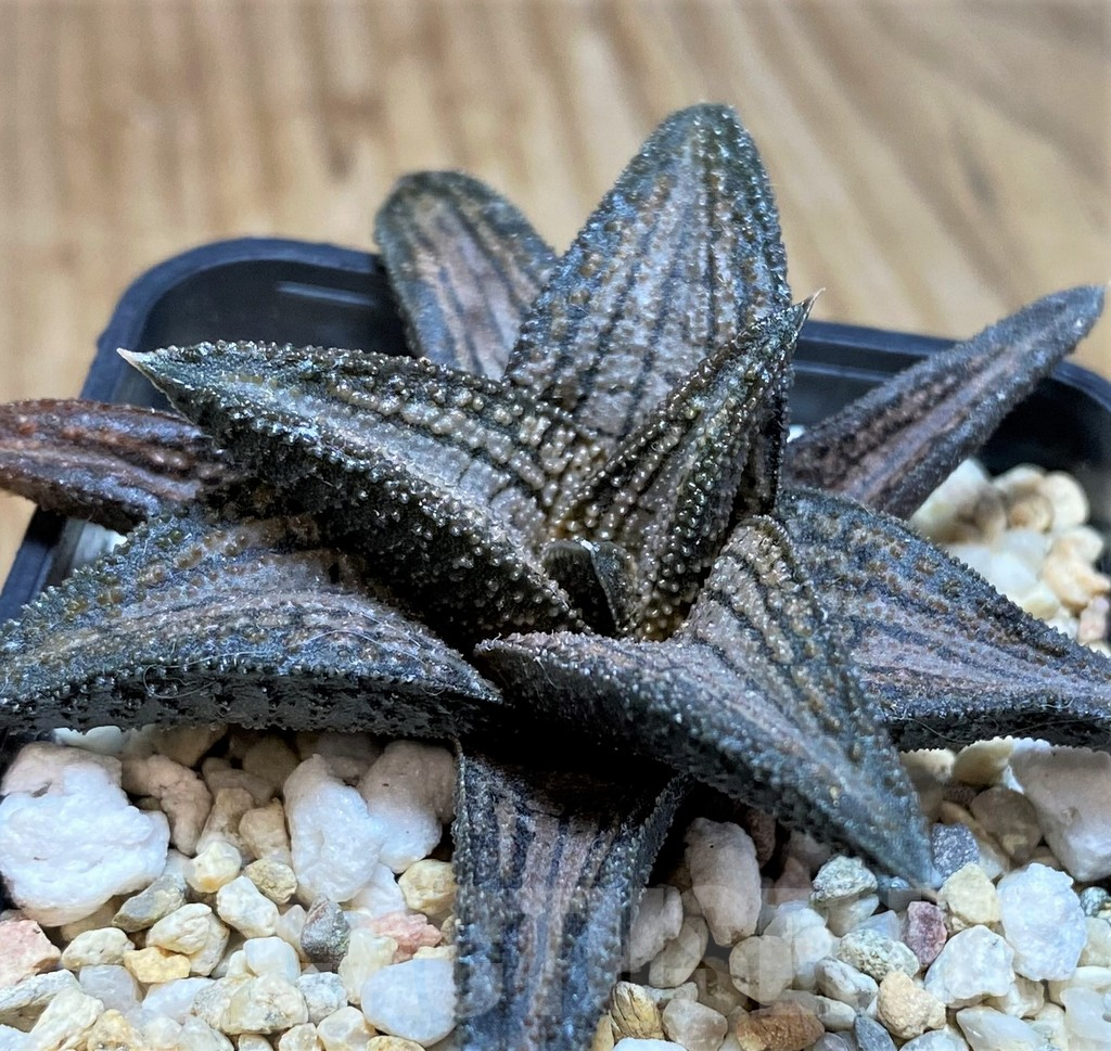 SH639 Haworthia 'Kintaikyo'