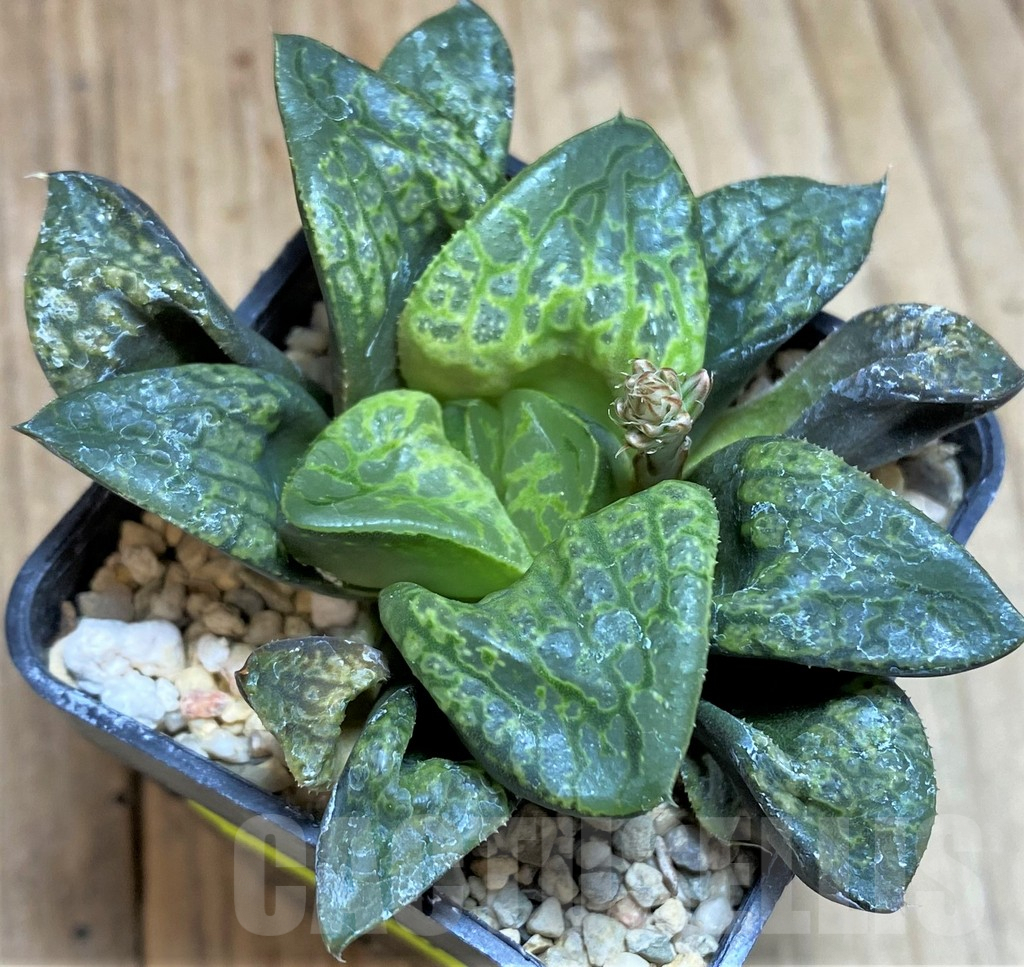 SH640 Haworthia ‘Kamen Butokai’ - Image 2