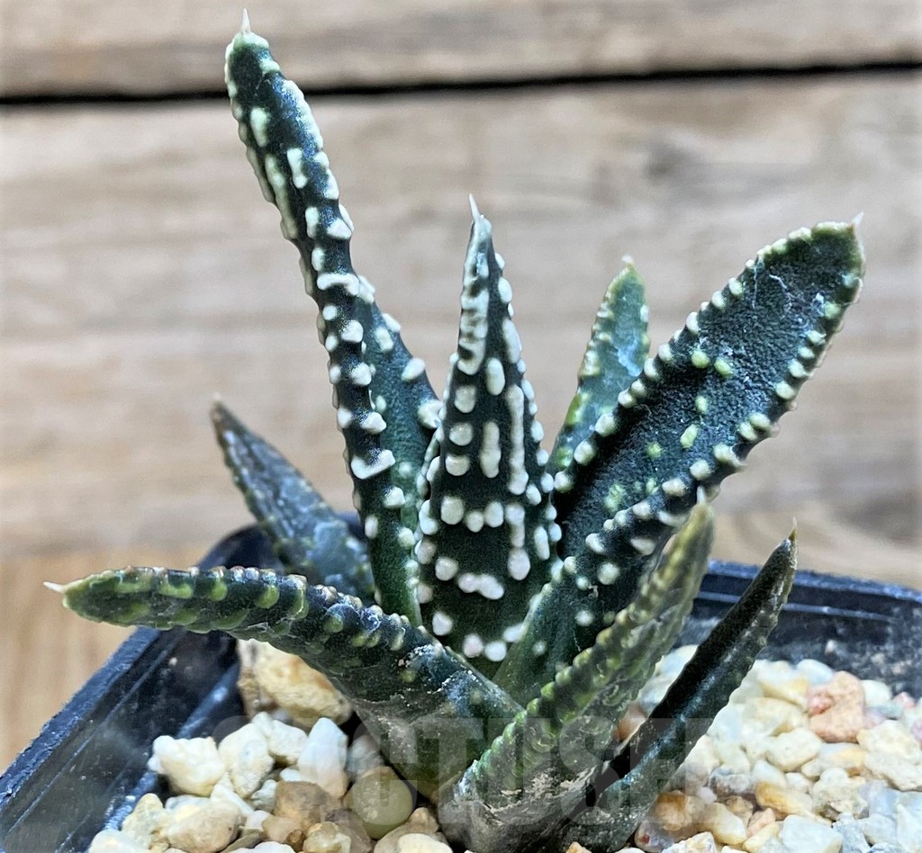 SH642 Haworthia pumila 'Emperor', seedling