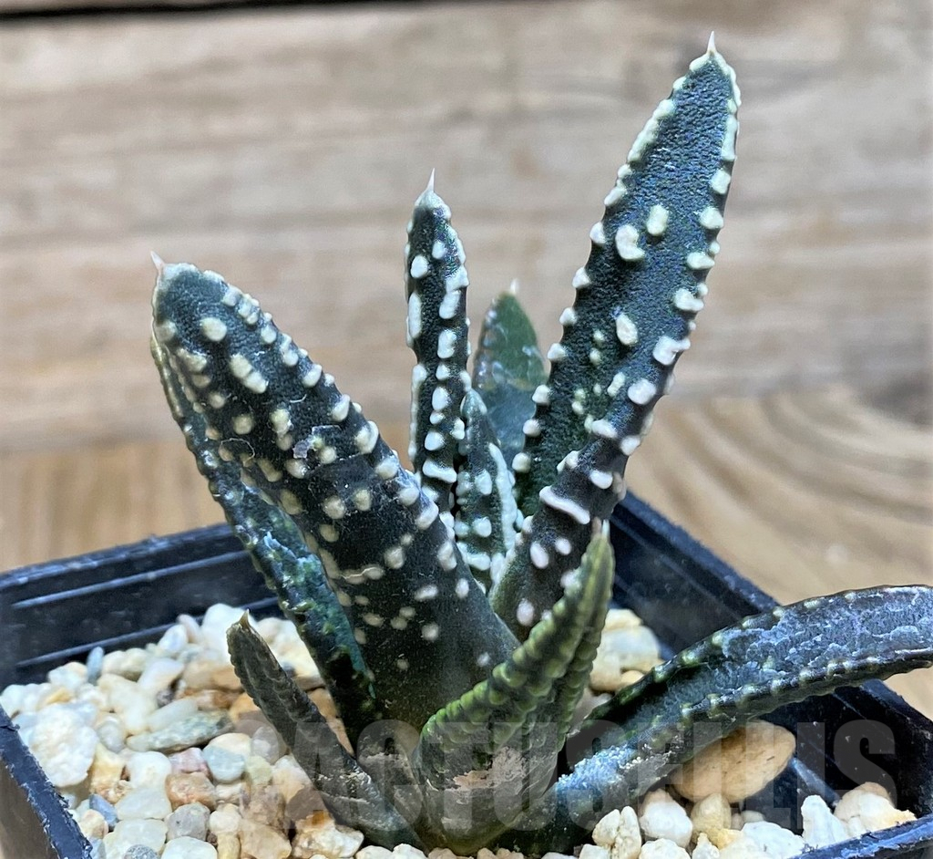 SH642 Haworthia pumila 'Emperor', seedling - Image 2