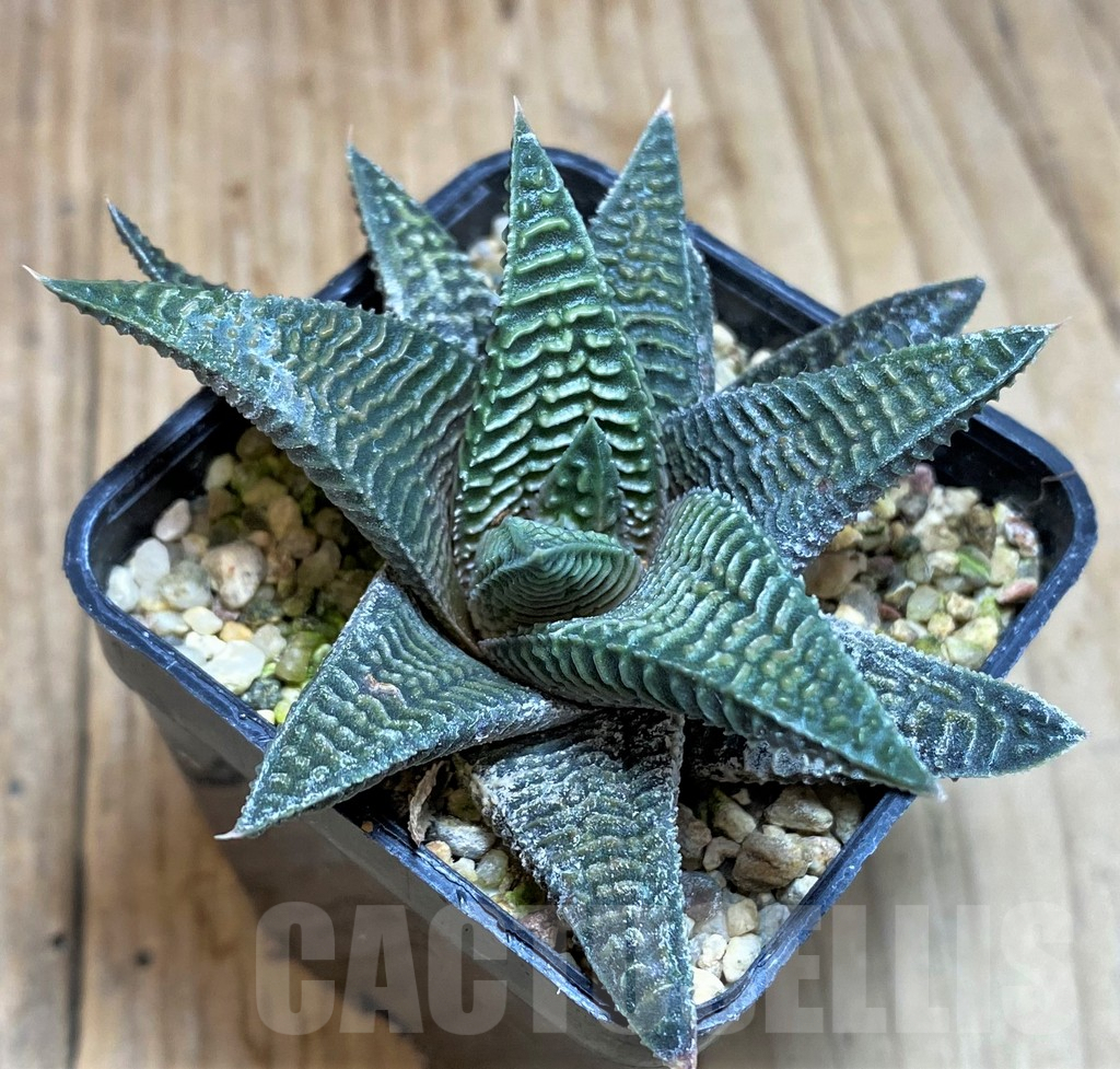 SH649 Haworthia koelmaniorum x limifolia v. striata - Image 2