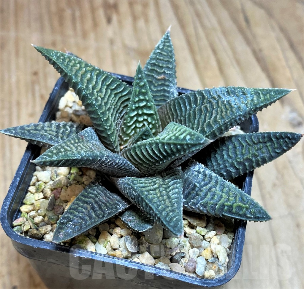 SH649 Haworthia koelmaniorum x limifolia v. striata