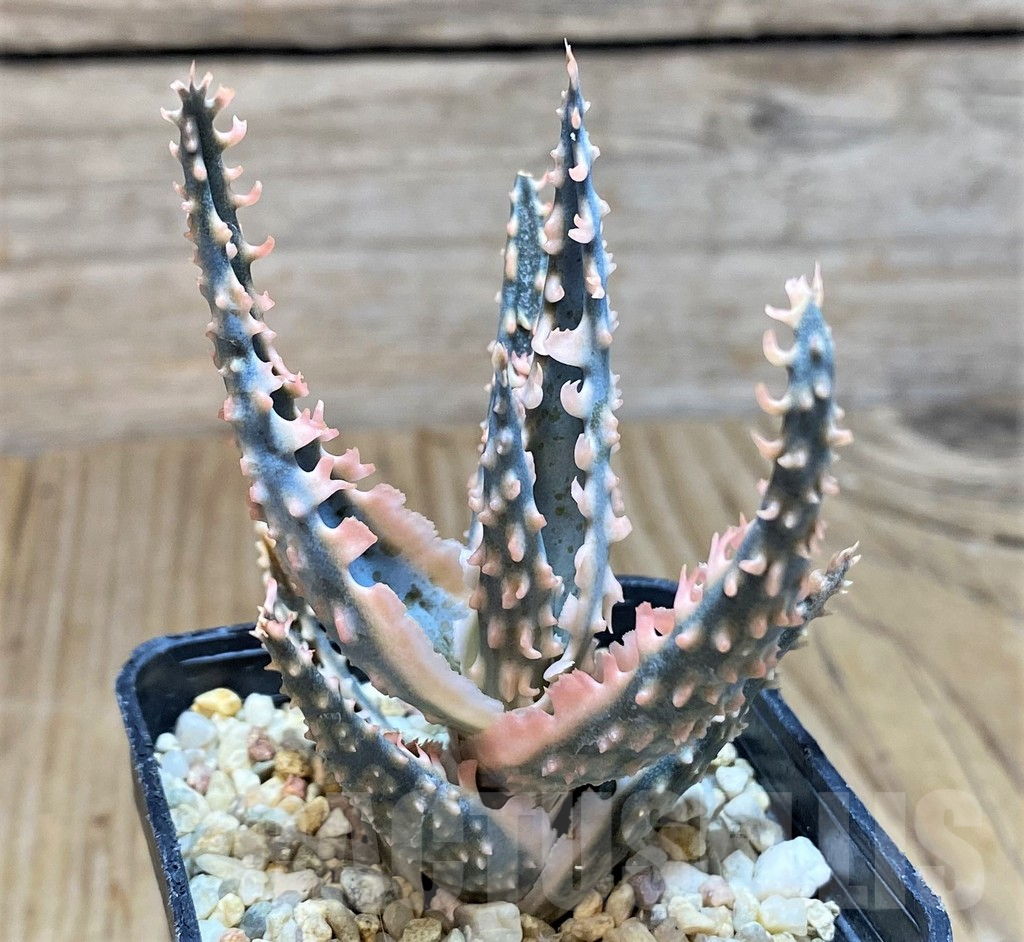 SH650 Aloe TCT hybrid - Image 3