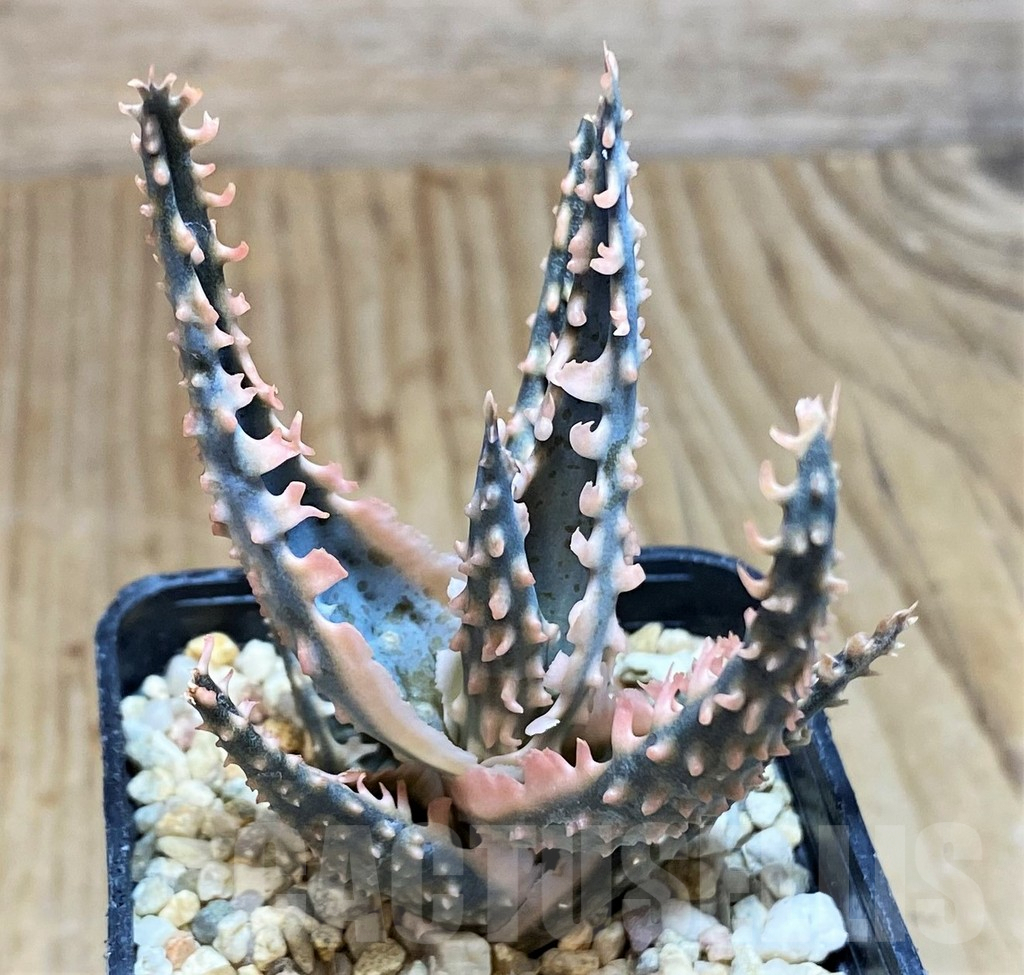 SH650 Aloe TCT hybrid - Image 2