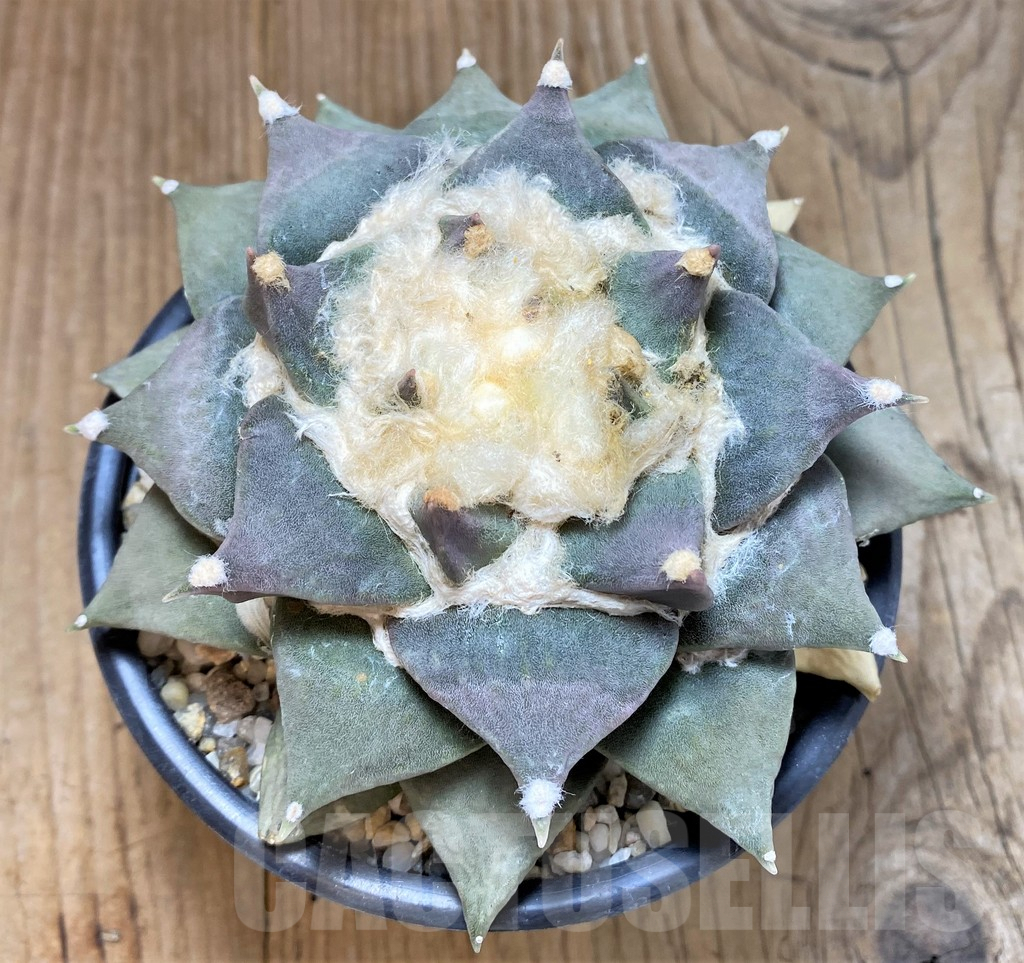 SH747 Ariocarpus retusus, own roots