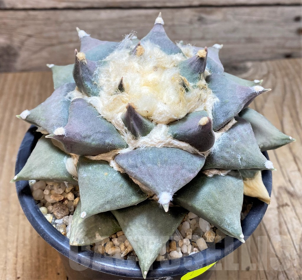 SH747 Ariocarpus retusus, own roots - Image 2