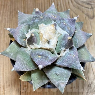 SH757 Ariocarpus retusus -Rio Verde- own roots