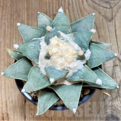 SH758 Ariocarpus retusus -Rio Verde- own roots