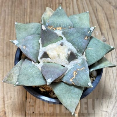 SH761 Ariocarpus retusus -Saltillo, Coahuila, San Luis Potosi, Mexico-