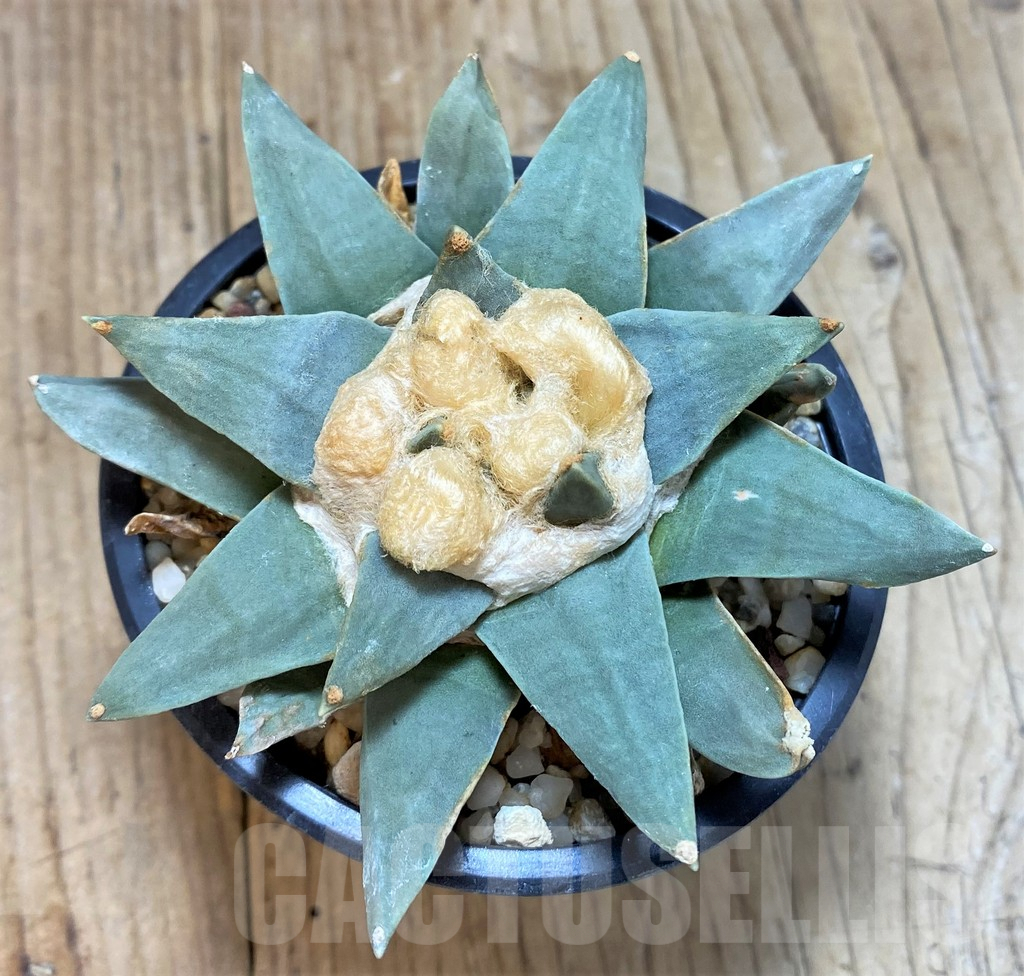 SH762 Ariocarpus retusus -Saltillo, Coahuila, San Luis Potosi, Mexico-