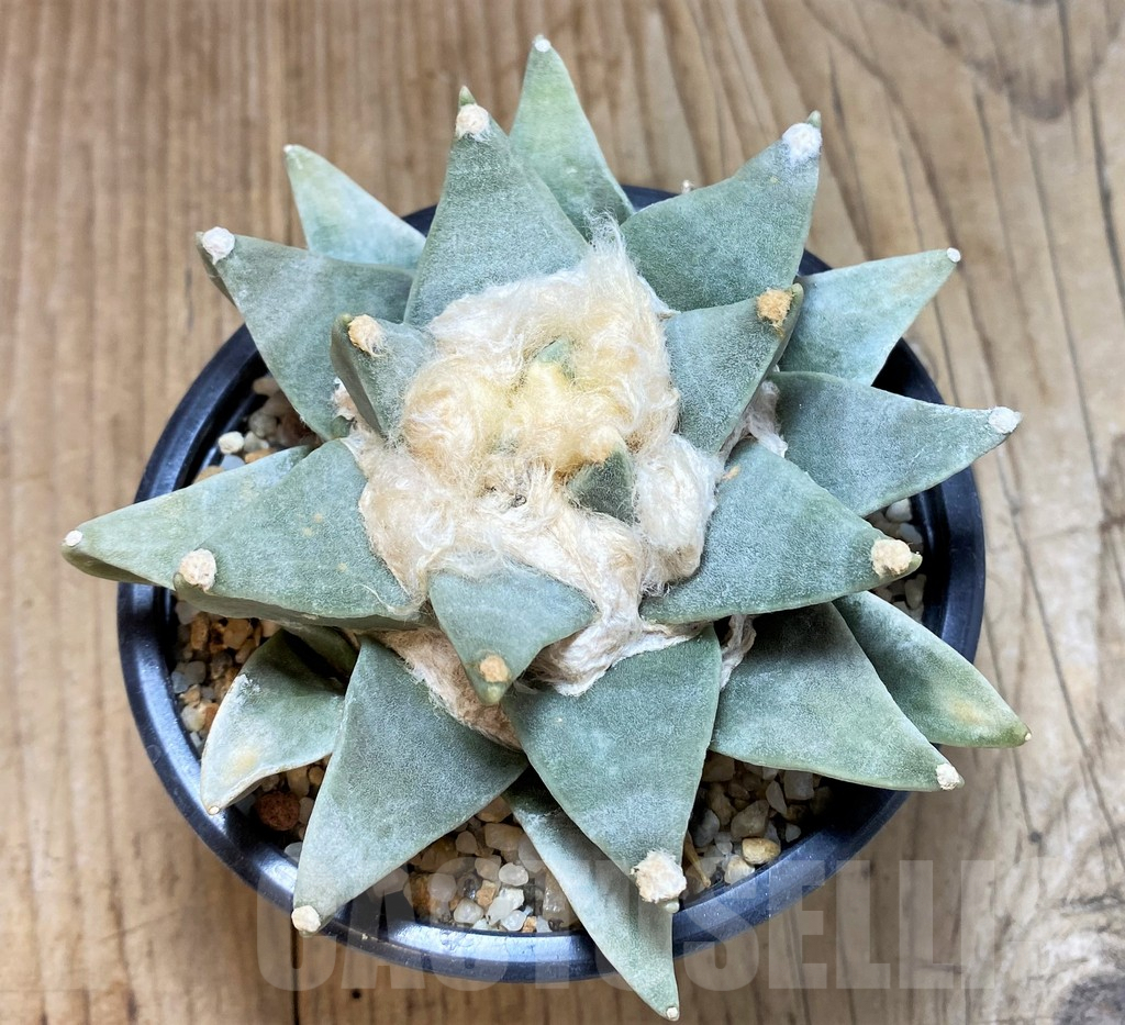 SH766 Ariocarpus retusus -Saltillo, Coahuila, San Luis Potosi, Mexico-