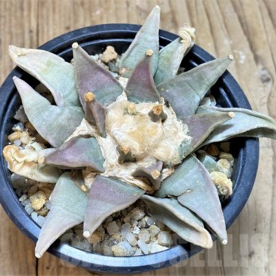 SH767 Ariocarpus retusus, own roots