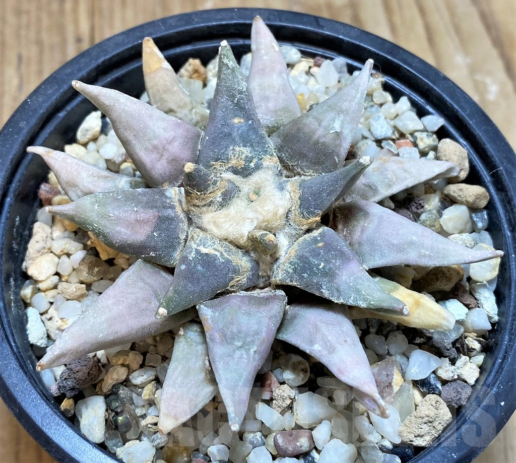 SH768 Ariocarpus retusus, own roots