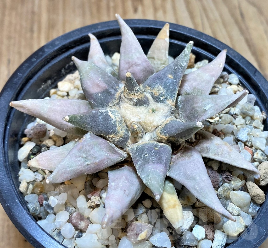 SH768 Ariocarpus retusus, own roots - Image 2
