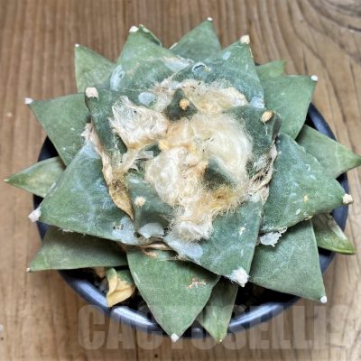 SH772 Ariocarpus retusus -Rio Verde- own roots