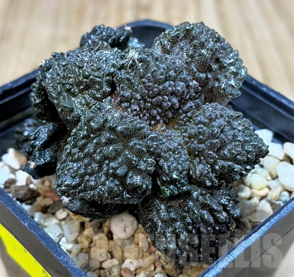 SH800 Ariocarpus fissuratus 'Godzilla', grafted