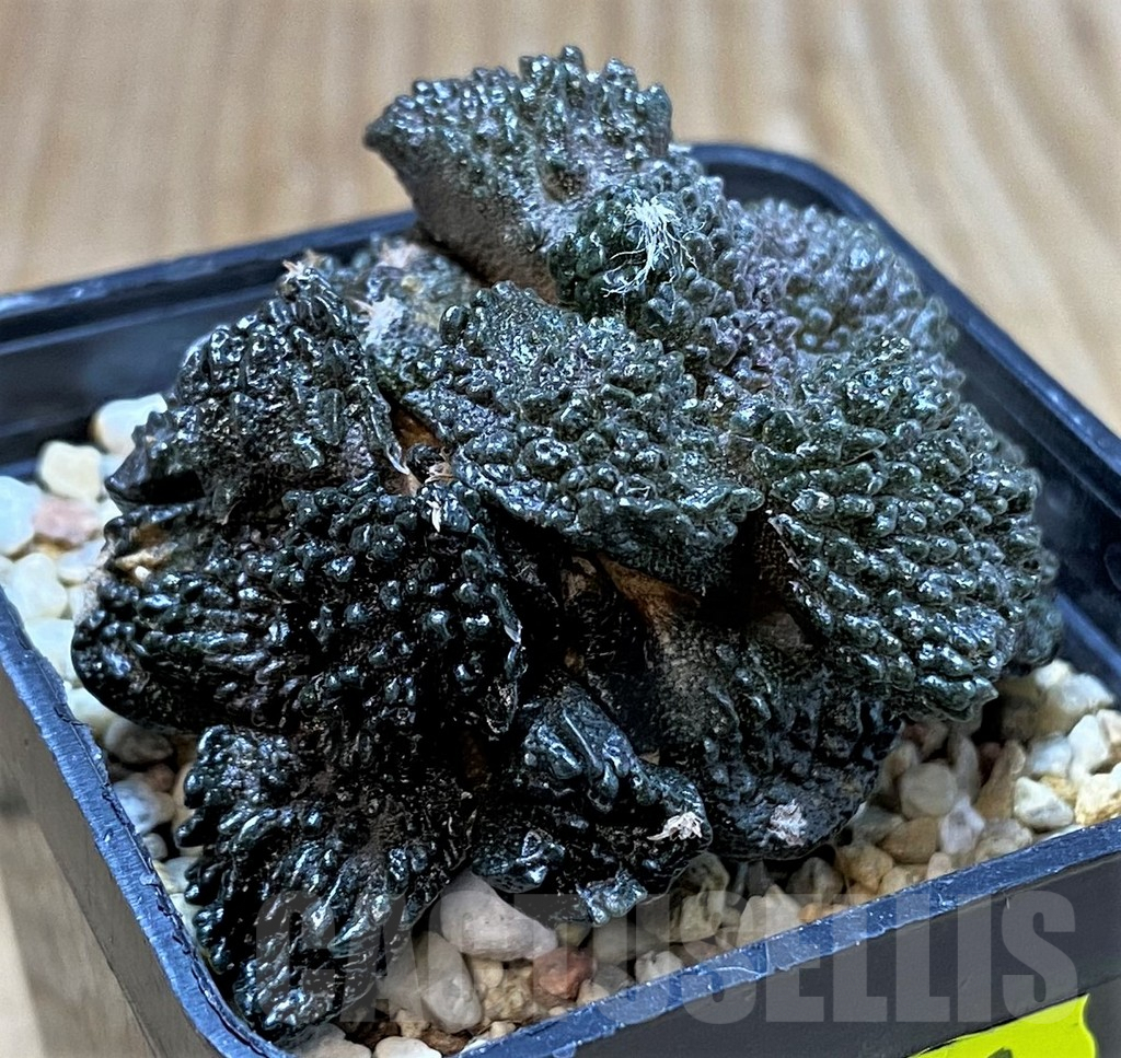 SH800 Ariocarpus fissuratus 'Godzilla', grafted - Image 2