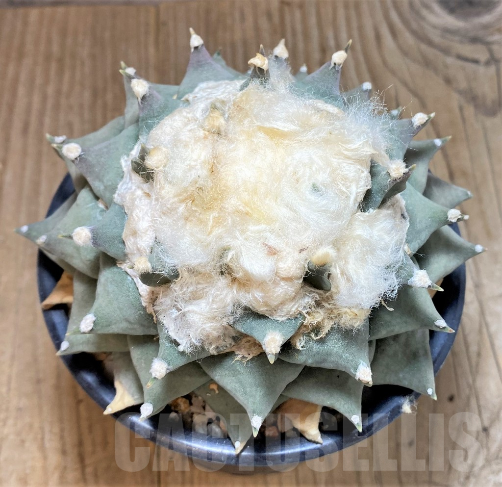 SH746 Ariocarpus retusus, own roots