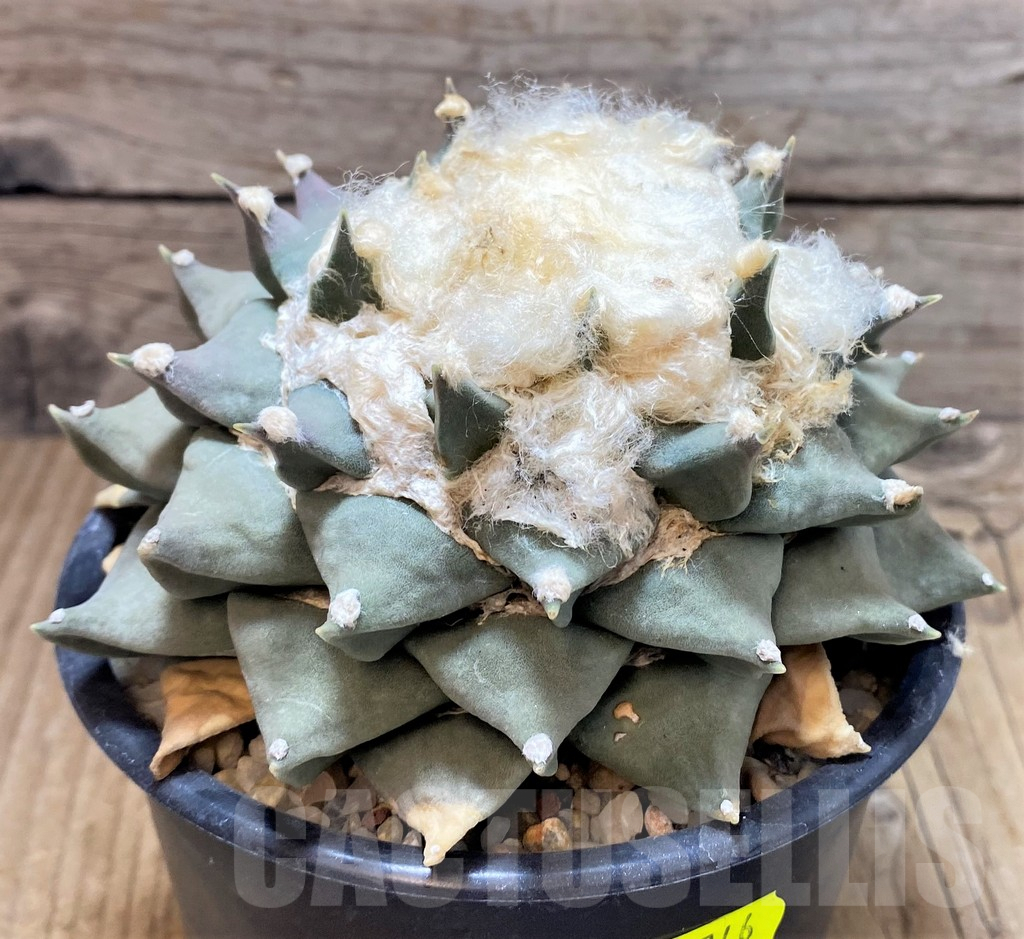SH746 Ariocarpus retusus, own roots - Image 2