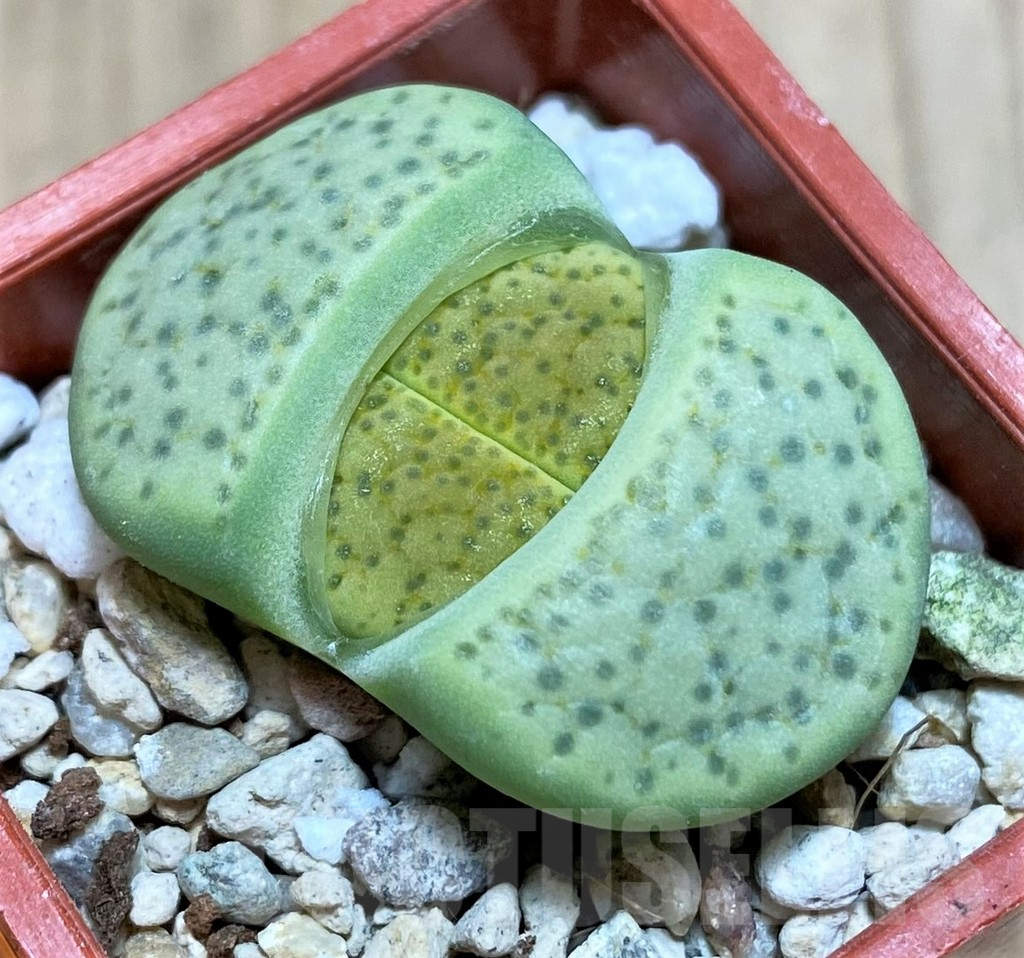 SH991 Lithops fulviceps v. aurea C363