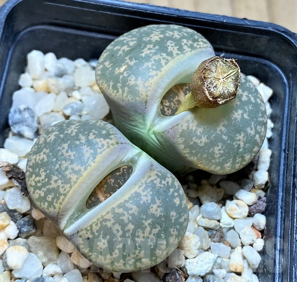 SH1036 Lithops lesliei -Stilfontein-