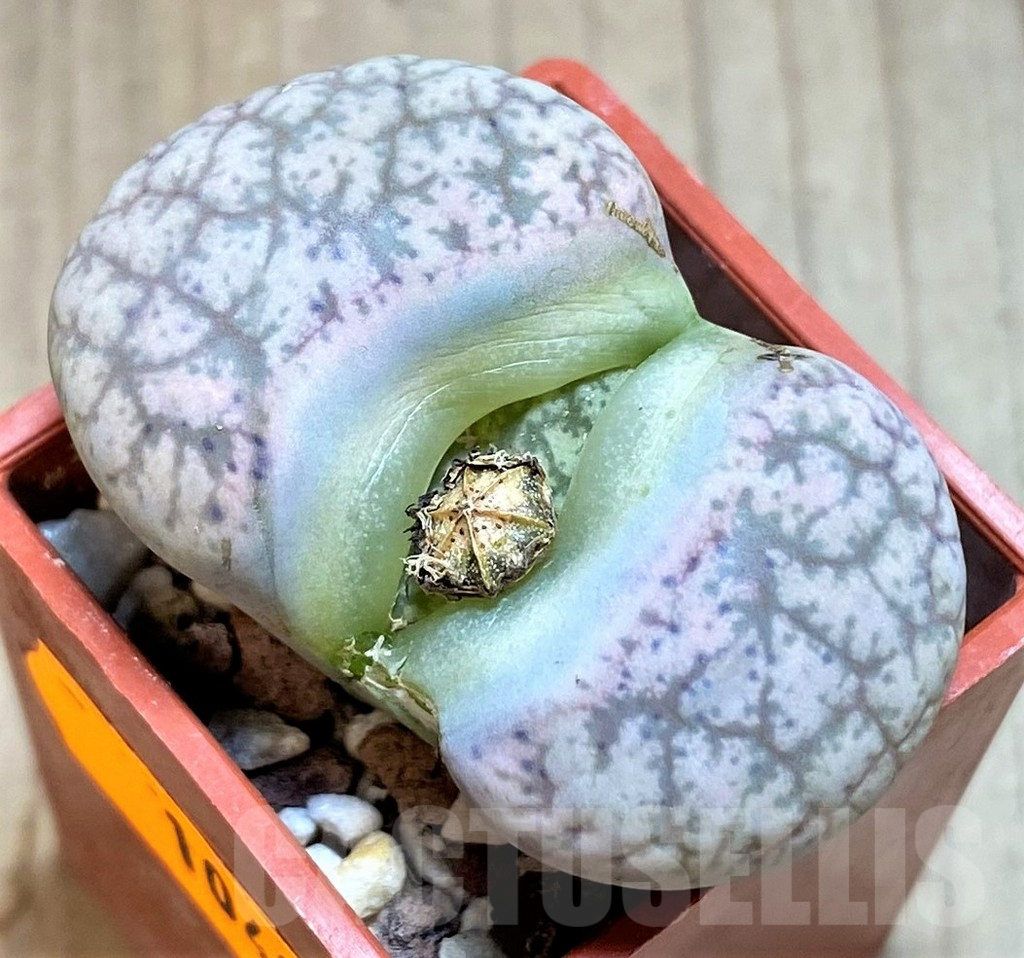 SH1040 Lithops gesinae
