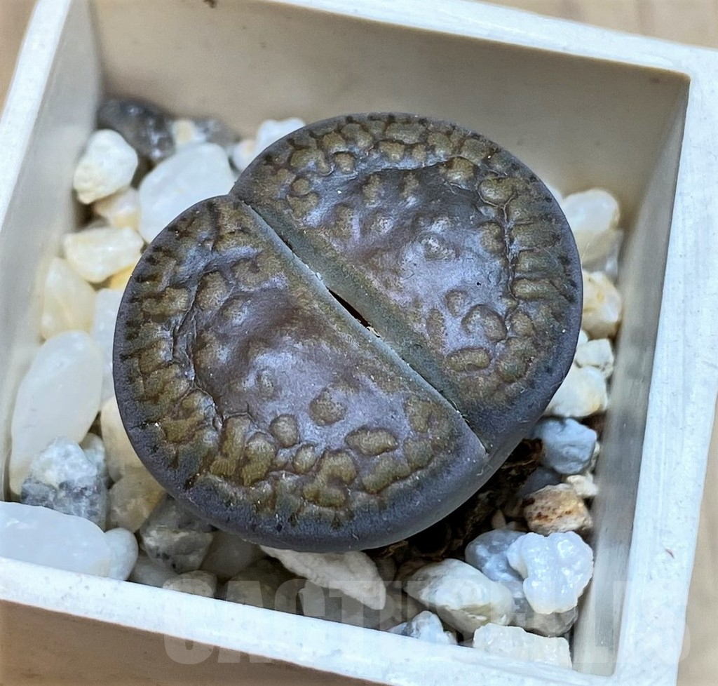 SH1041 Lithops aucampiae