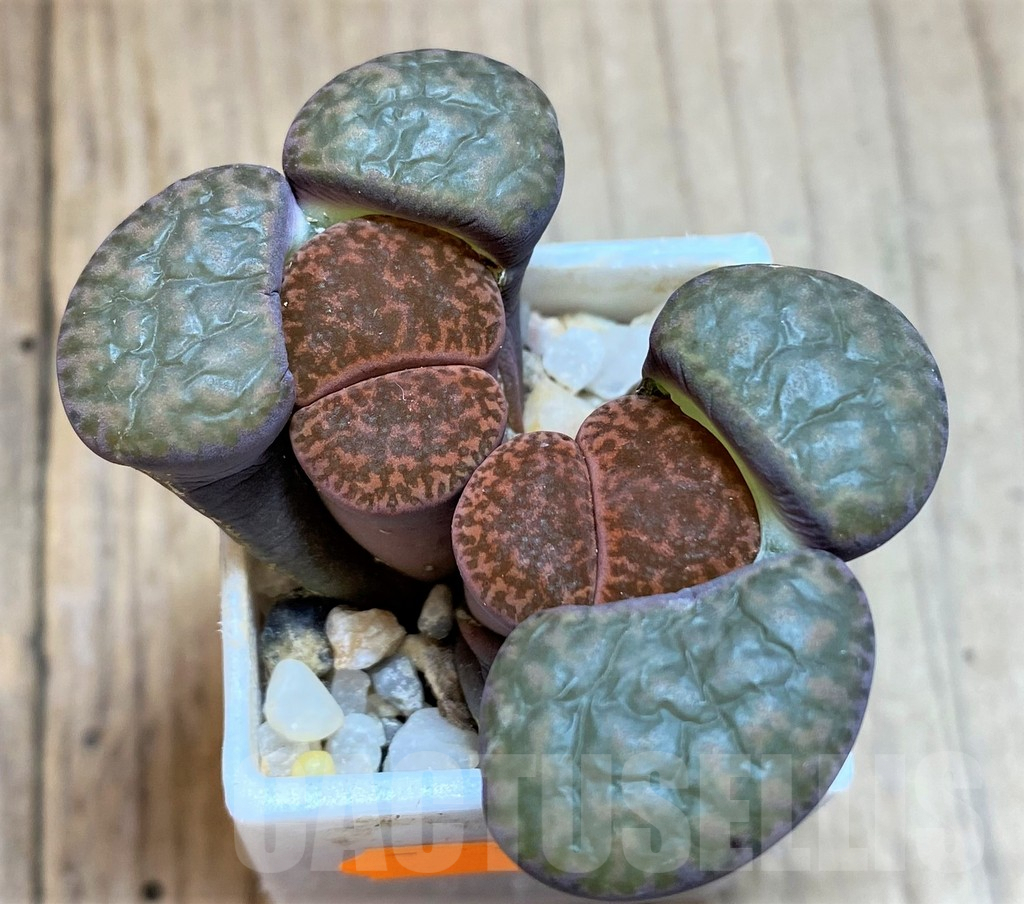 SH1042 Lithops bromfieldii v. glaudinae