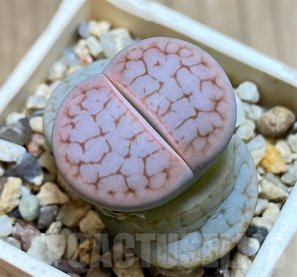 SH1043 Lithops gracilidelineata