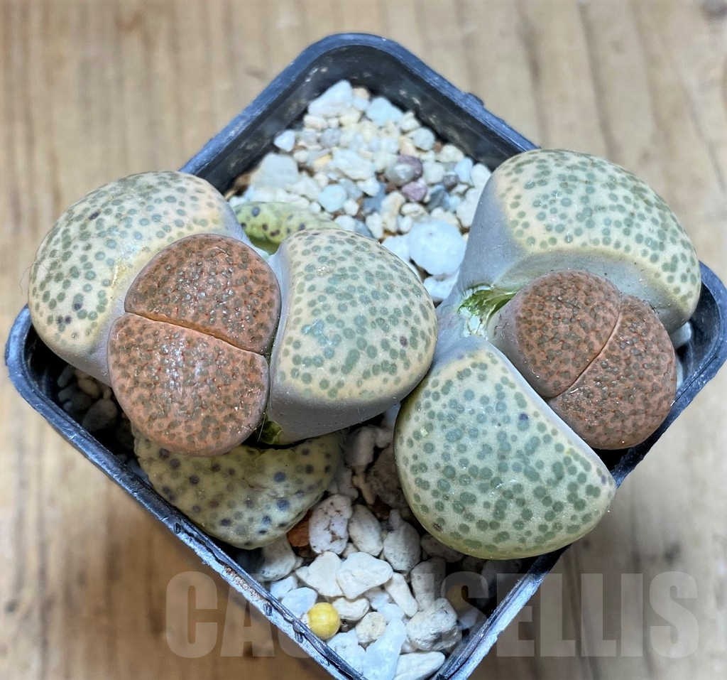SH1044 Lithops fulviceps